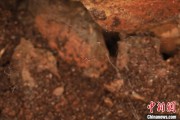 汶上江西发现蜘蛛新物种 为研究呵叻蛛属适应区域提供依据