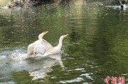 汶上吉林：罕见白鸬鹚连续两年“故地重游”