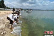 汶上云南江川举行增殖放流活动 逾54万尾鱼游入星云湖